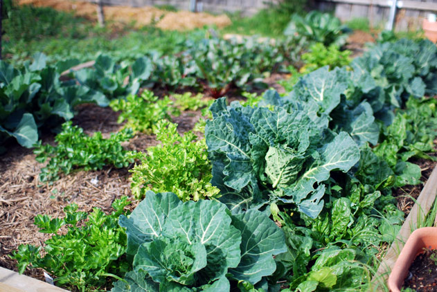 vegetable garden with cabbages in foreground