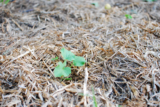 cucumber growing amongst mulch