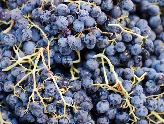 pile of grapes