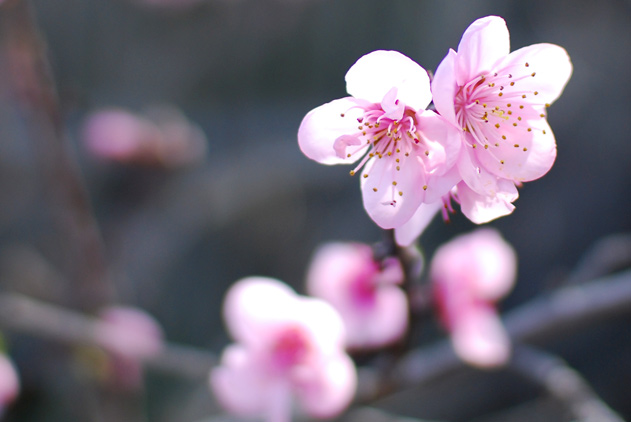 Nectarine flowers