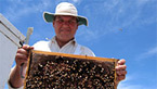 Soon: Honeybee Blues