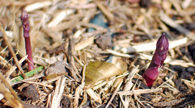 newly sprouting asparagus in spring