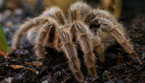 LB generic spider (Getty)