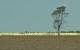 play [Aboriginal communities call for cotton pesticide review]