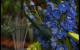 play [Chelsea Flower Show turns 100]