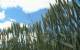 play [GMO wheat in Oregon raising concerns]