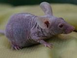 Rat eater cleared of animal cruelty charges