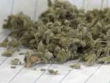 Synthetic cannabis: even regular drug users don’t trust it