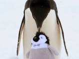 Penguin poses for snap with toy