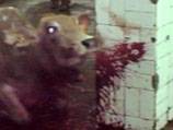Indonesian cattle torture 'not Halal'