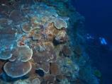 Comment: Jumps in ocean acidity put coral in more peril