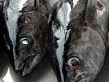 Who pays for conservation in the world's biggest tuna fishery?