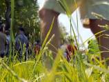 Hundreds protest against GM wheat in the UK