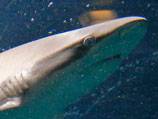 Sharks, manta rays win global trade protection