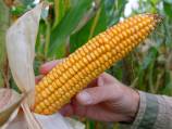 EU rejects French report linking GM corn to cancer