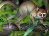 'Oldest primate fossil' found in China