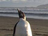 Emperor penguin makes royal NZ visit