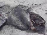 'Sea monster' washes ashore in NZ