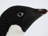 Penguins 'enjoy necrophilia, sex abuse'