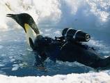 Penguin cam captures bird's eye view