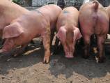 Pigs 'kicked, bludgeoned' at NSW piggery
