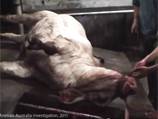 MLA denies knowing of Indonesia cruelty