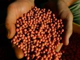 Brazil farmers in feud with Monsanto over GM soy
