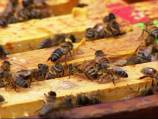 60,000 bees removed from cabin with a vacuum