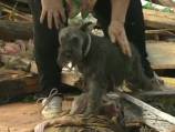 Tornado survivor finds dog in the rubble
