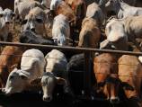 Comment: Cattle slaughter in topsy turvy land