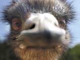 Emu's fate angers US owner