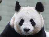 UK panda given helping hand in cub quest