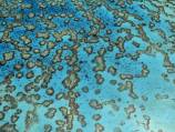 Green groups, Qld MPs to hold reef talks