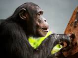 Gambling apes sulk when they lose