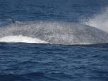 Scientists track whales by following their songs