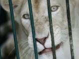Thai man busted with 14 rare lions