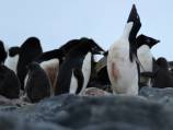 From flapper to flipper: how the penguin lost its flight