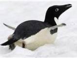 Penguin history not black and white