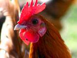 GM chickens 'won't get bird flu'