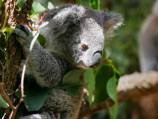 Extinct koala named after Dick Smith