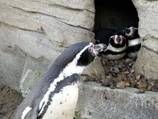 'Penguin cam' popular on Twitter