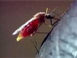 Malaria parasites 'talk to each other'