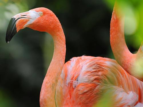 Every time zookeepers have gotten anywhere near the flamingo, it takes to the skies. (Getty)