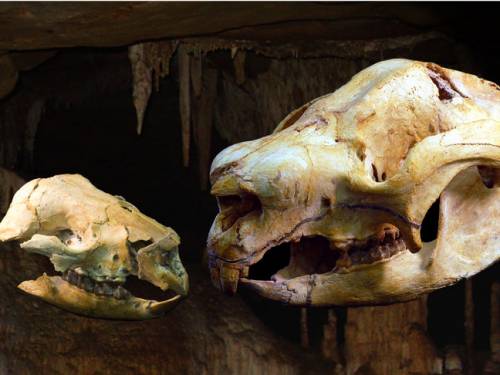 The adult and baby skulls of a sheep-sized diprotodontoid marsupial called Nimbadon has been discovered in a 15 million year old fossil cave in north western Queensland. (AAP)