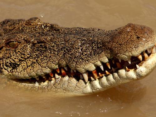 The reptile, reported to be a relatively small specimen, managed to escape its transport container during a flight from Brisbane to Melbourne last week. (Getty Images)