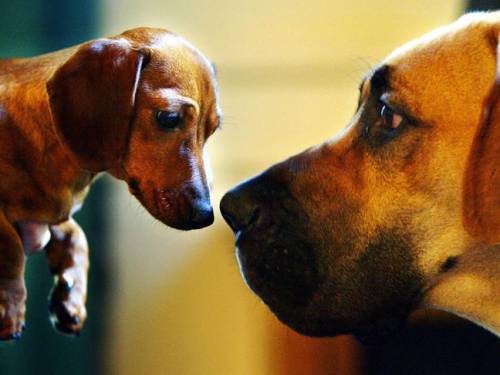 'Guinness World Records 2013' says the humongous hound breaks the record of Giant George, another Great Dane who is one inch shorter. (Getty Images)