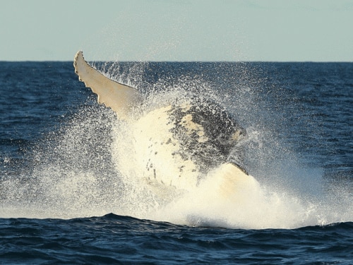 Humpback whales nearly swallowed a Californian surfer. (Getty)