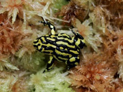 The US Endangered Species Act controversially lets ordinary citizens propose endangered species: would it work in Australia? (AAP)