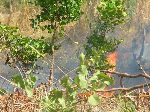 Burning off in Kakadu National Park. (SBS)