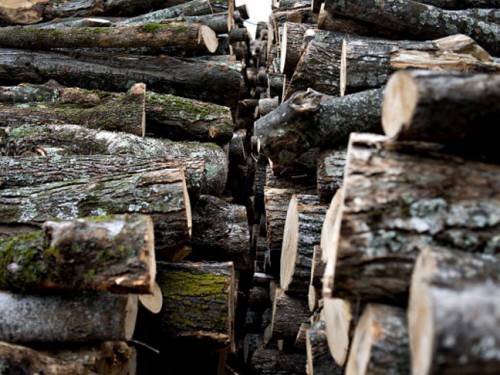 Illegal logging plagues some of the world%u2019s poorest peoples, many of whom live in tropical timber-producing countries. (Getty)
